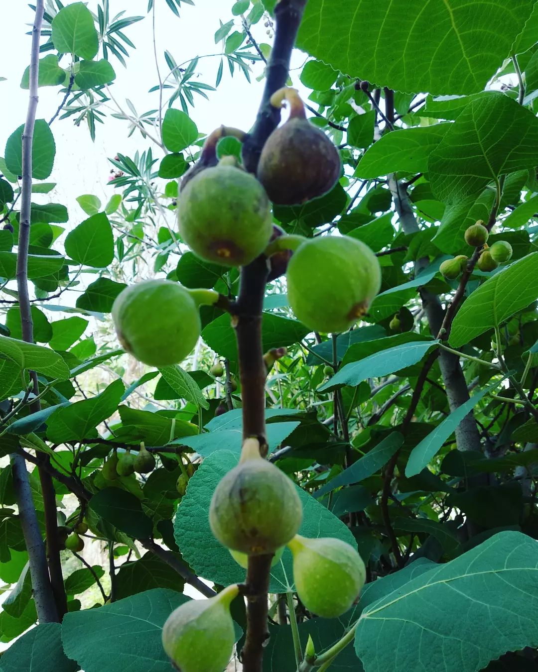 Anjeer/Fig hover 1
